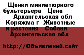 Щенки миниатюрного бультерьера › Цена ­ 45 000 - Архангельская обл., Коряжма г. Животные и растения » Собаки   . Архангельская обл.